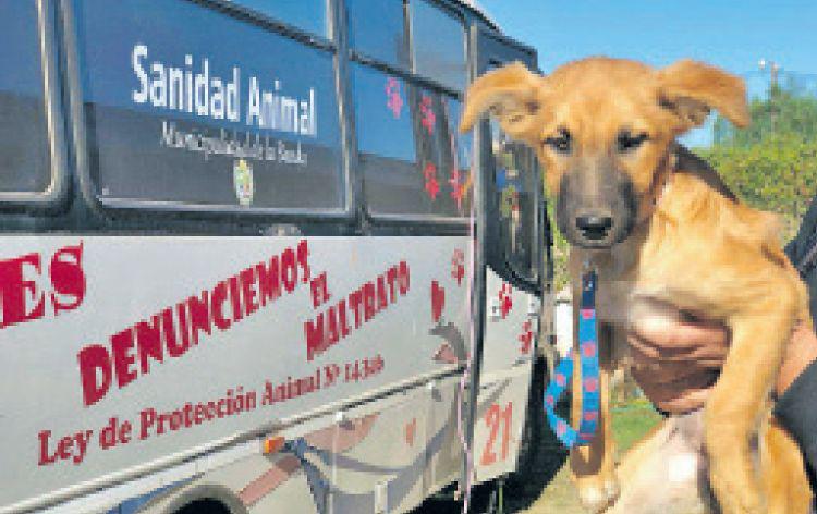Sanidad Animal entregaraacute turnos para castraciones a bajo costo de perros y gatos mestizos en la ciudad