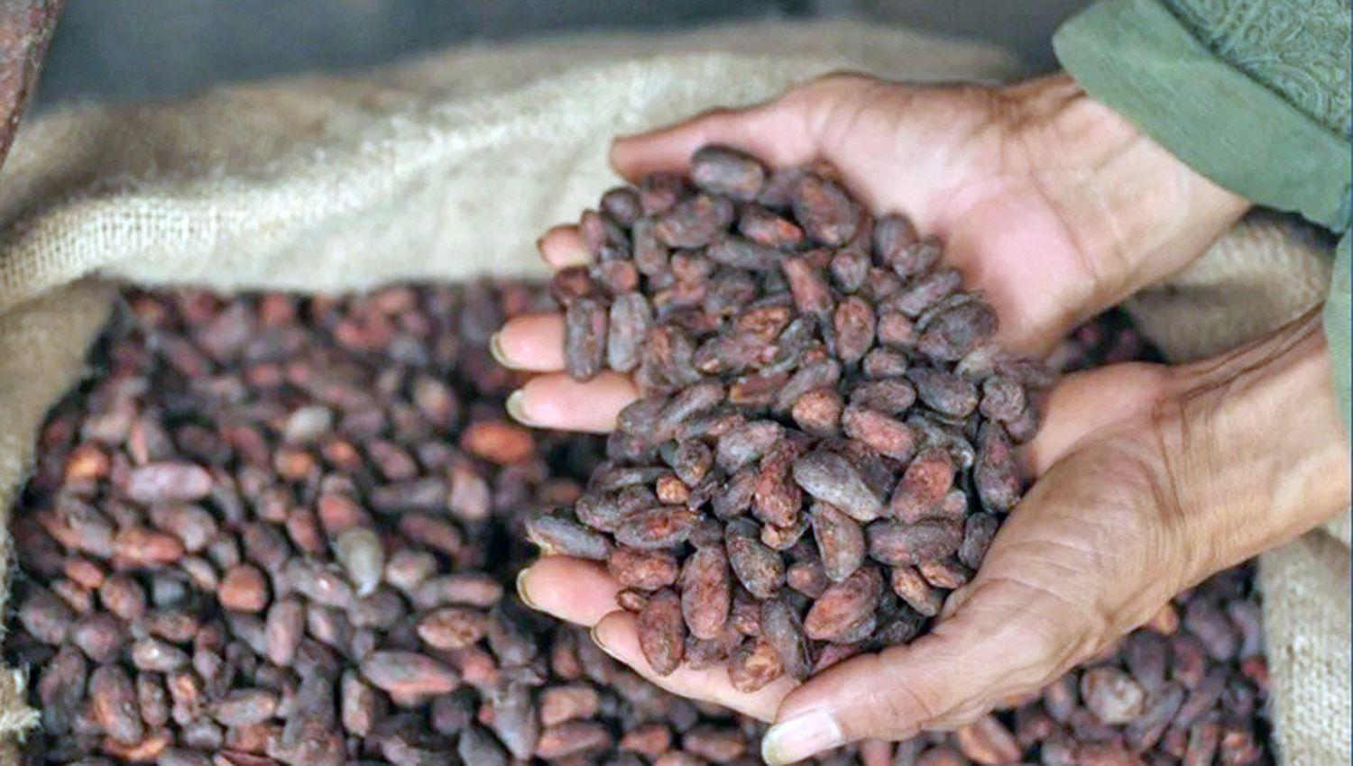 Estos granos son producidos por �rboles llamados Theobroma Cacao