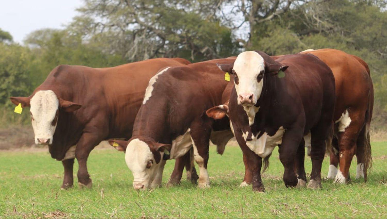 Realizaraacuten un remate de Braford en Tostado