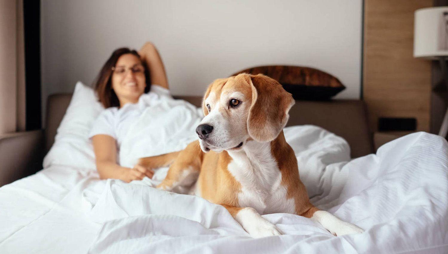 Compartir la cama con perros puede ser peligroso
