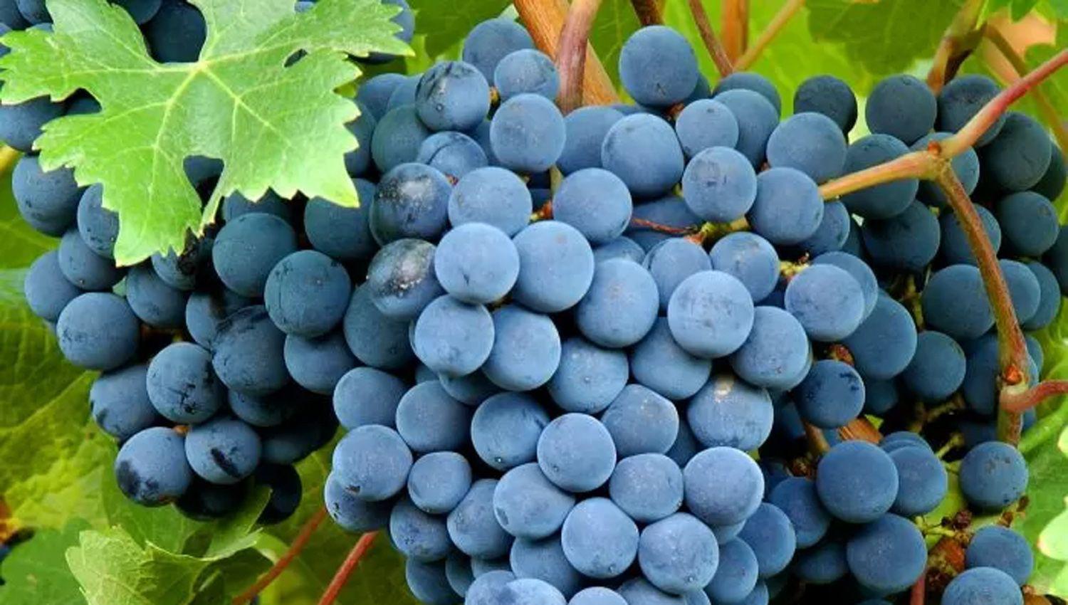 Vino Bonarda- cuaacutel es el mejor de la Argentina y otros 7 secretos de la cepa maacutes plantada despueacutes del malbec