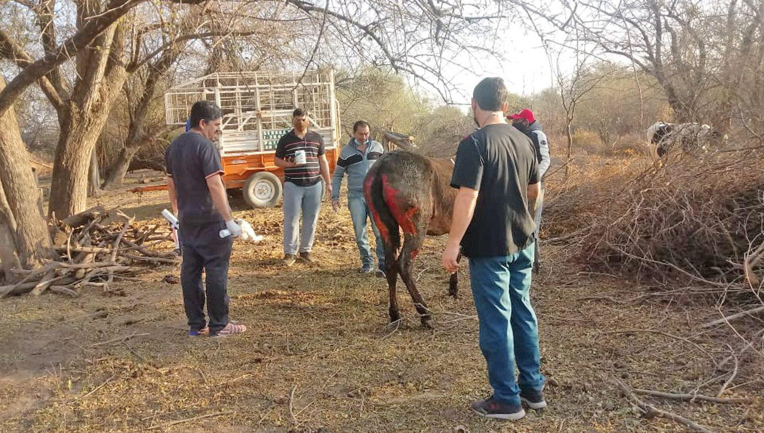 Denuncian al duentildeo de un campo en el que se produjo un incendio donde murieron varios caballos