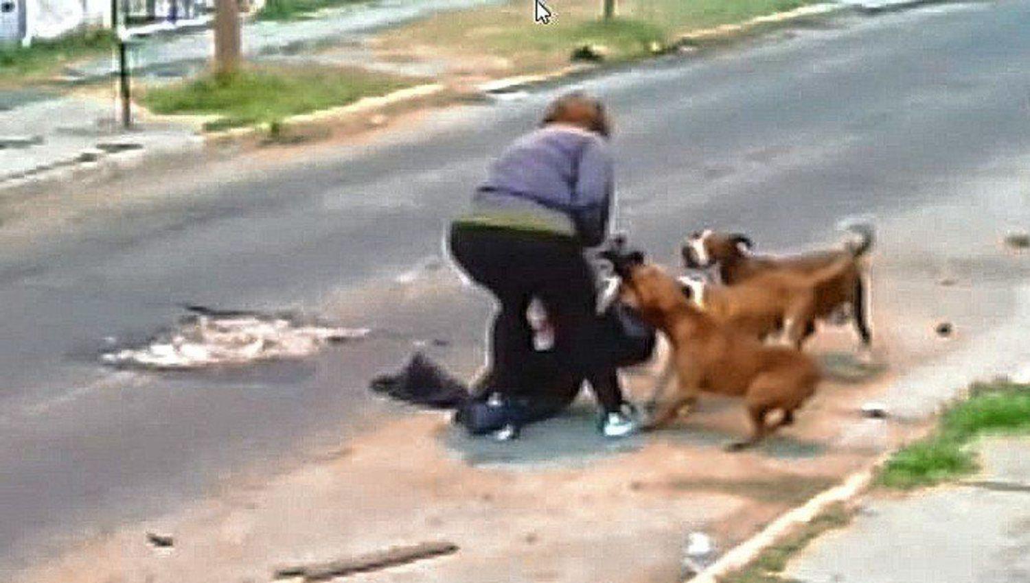 Frente al ataque de un perro devolver la agresioacuten solo podriacutea agravar la situacioacuten