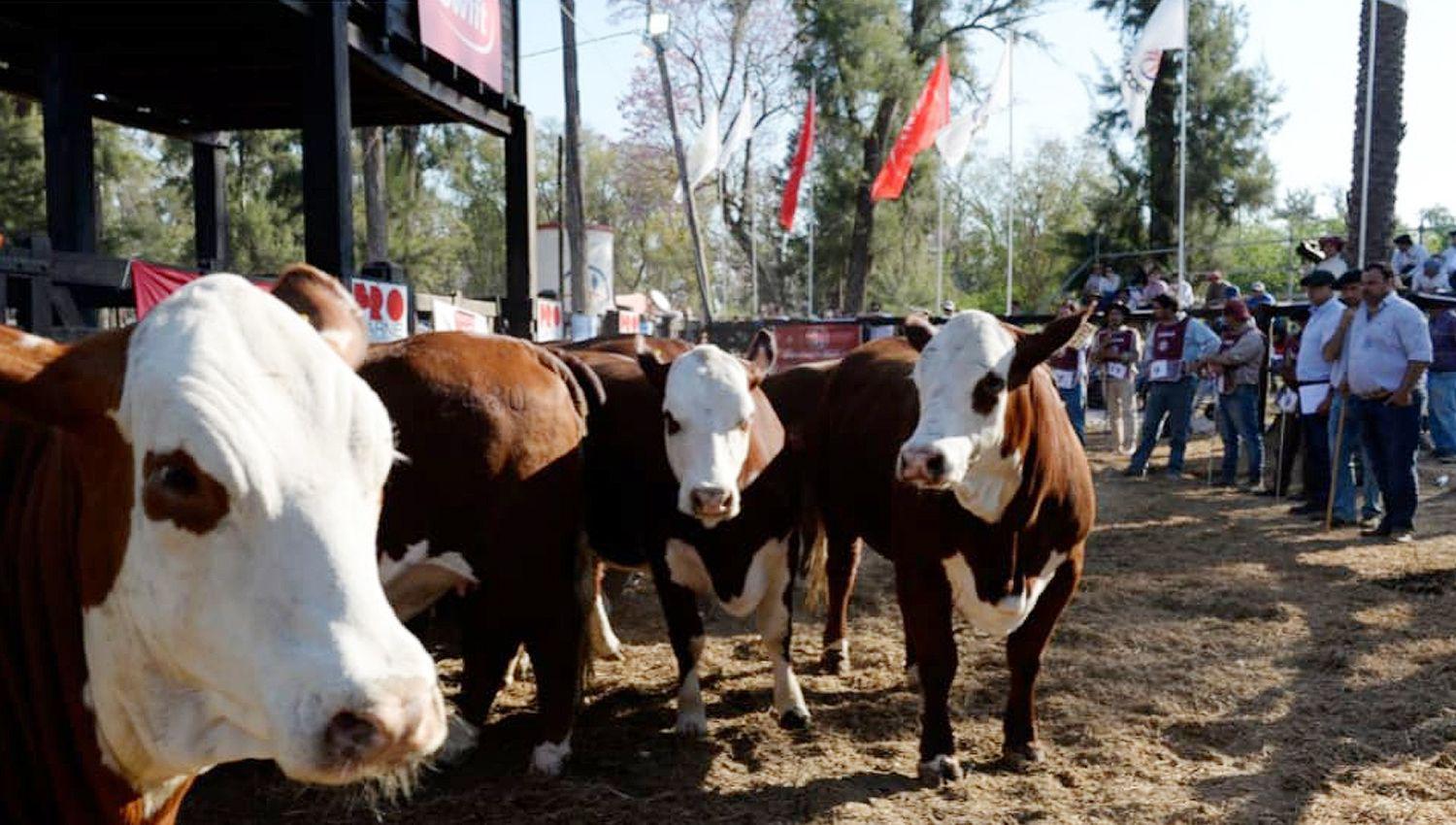 El Norte de la Argentina nuevamente invertiraacute en geneacutetica