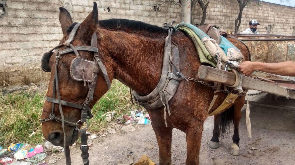 Rescatan a un caballo que cayoacute tendido en la calle por tirar de un pesado carro