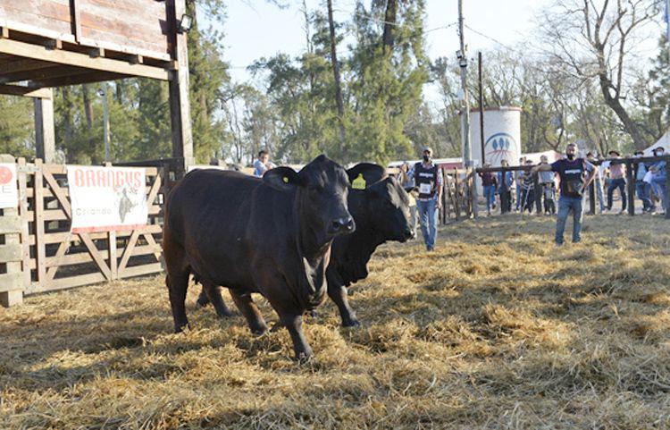 La venta de toros finalizoacute con precios promedio de 430000