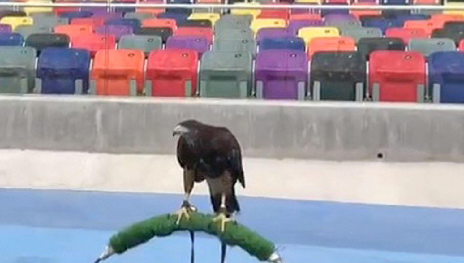 Un gavilaacuten el guardiaacuten del ceacutesped del Estadio Uacutenico