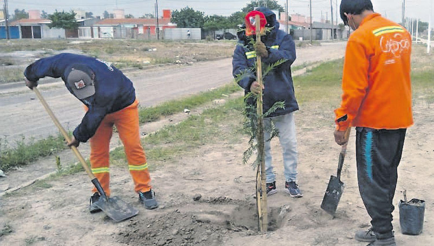 El municipio repuso plantas en espacios de los barrios Mama Antula y Las Moras