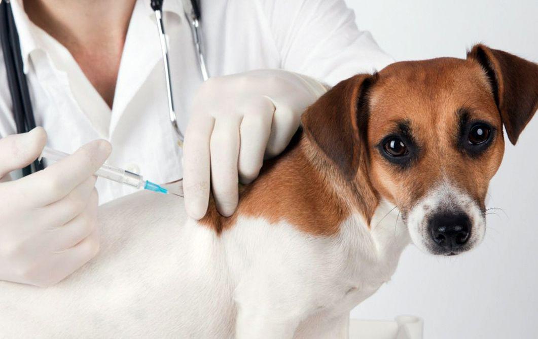 Recomiendan vacunar contra la rabia a perros y gatos