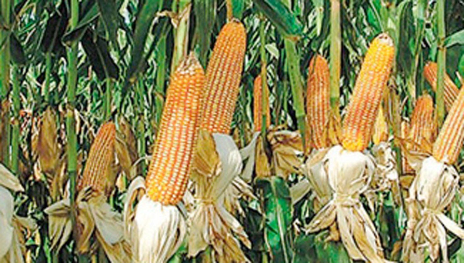 Valuacutean la cosecha argentina de granos 202122 en US 46800 M sujeta al clima