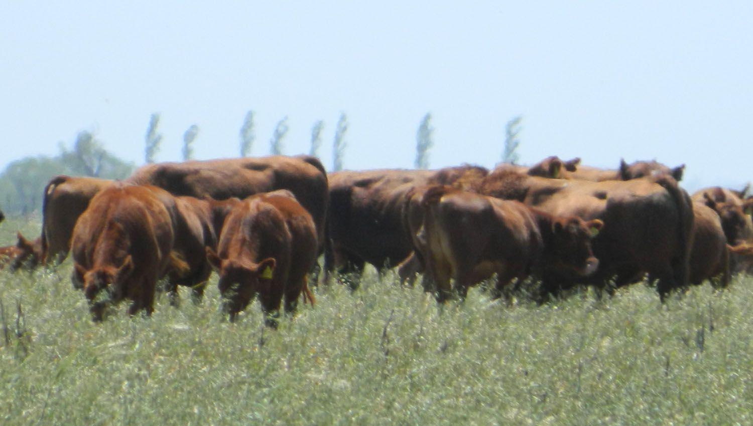 El ganado de los empresarios literalmente desapareció de campos en los Dptos Moreno y Alberdi