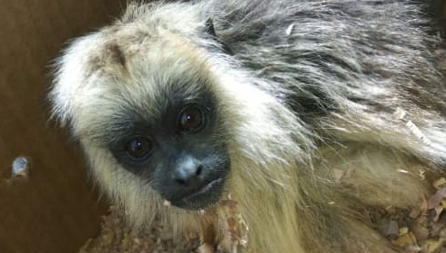 Rescatan en La Banda a un mono carayaacute bebeacute que estaba destinado a la venta ilegal