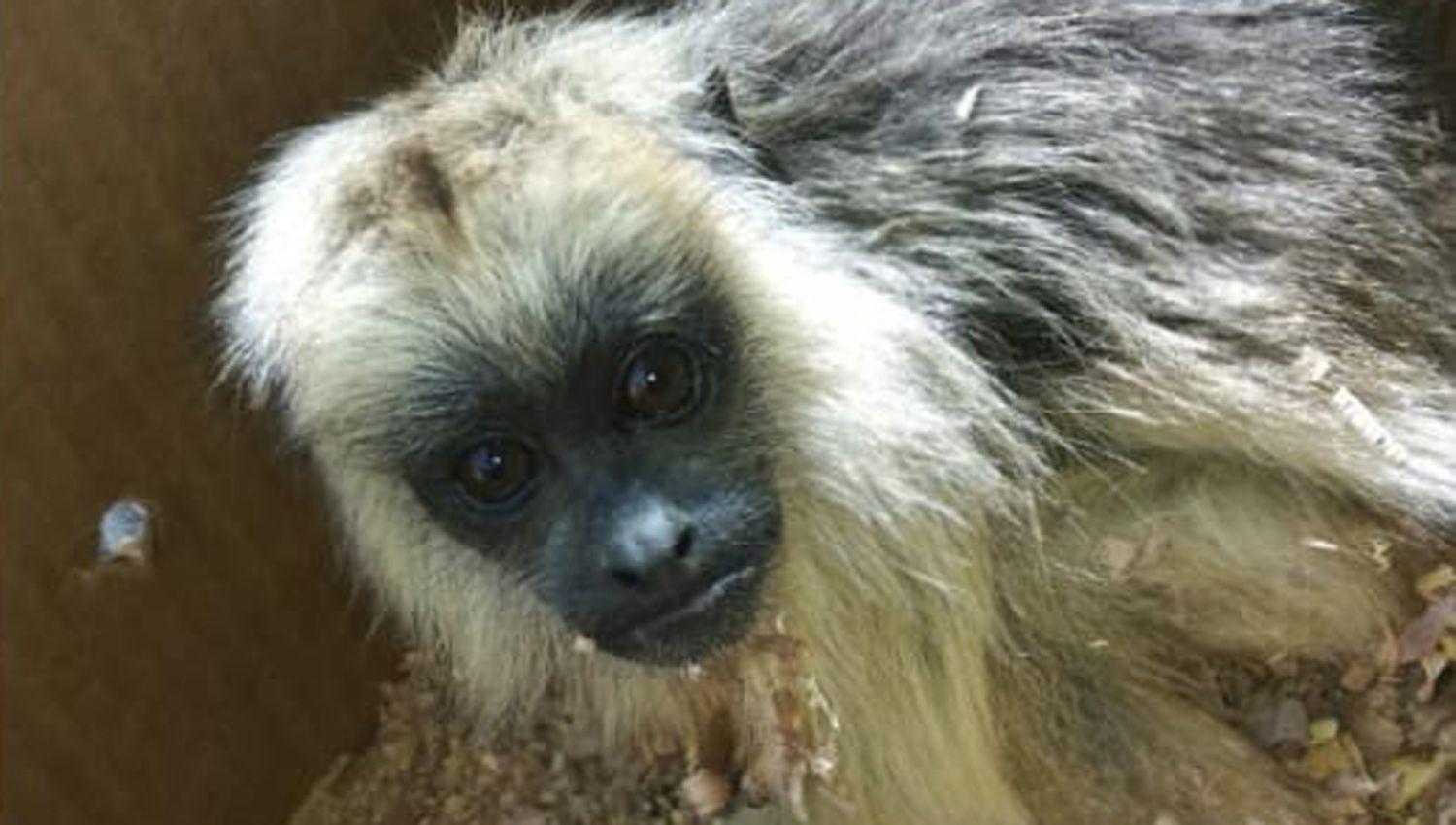 Rescatan un mono carayaacute pichoacuten que iba a ser comercializado