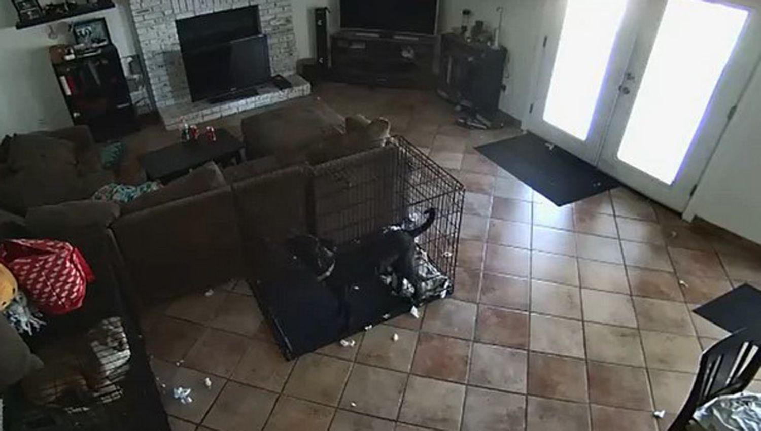 VIacuteDEO- Un fantasma asustoacute a un perro y le arrancoacute la correa