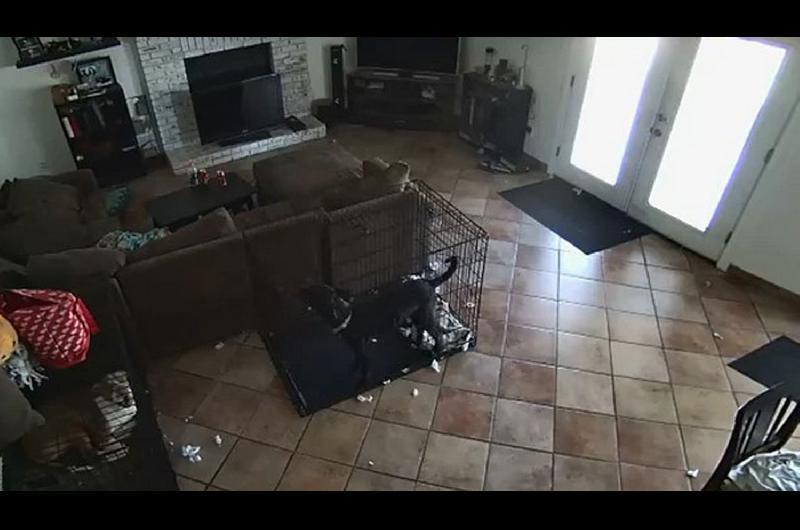 VIacuteDEO- Un fantasma asustoacute a un perro y le arrancoacute la correa