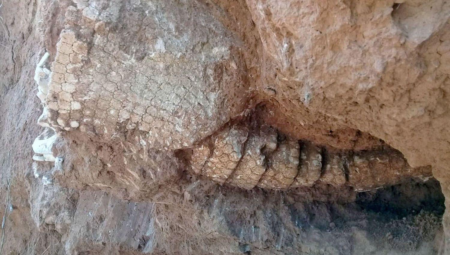 De los sedimentos dos caparazones estn casi completos y el tercero son tres fracciones