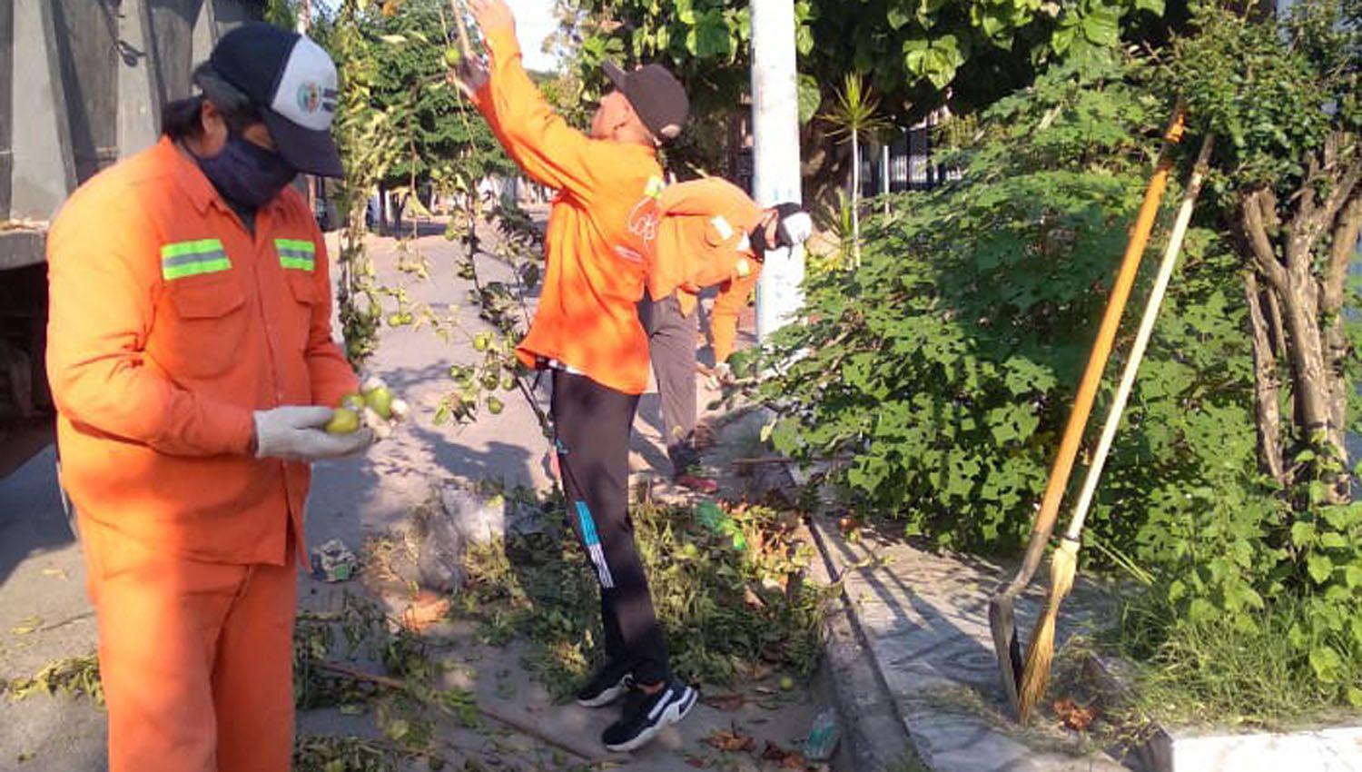 Piden a vecinos no arrojar restos de jardineriacutea en la calle