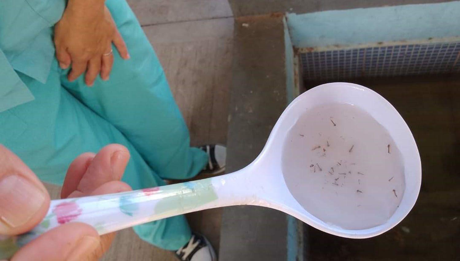 La Municipalidad realizoacute un relevamiento y control de larvas de mosquitos