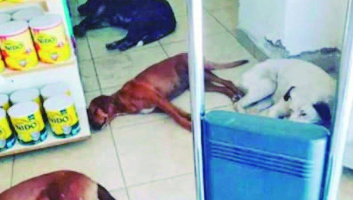Farmacia recibe perros callejeros y los refugia del calor