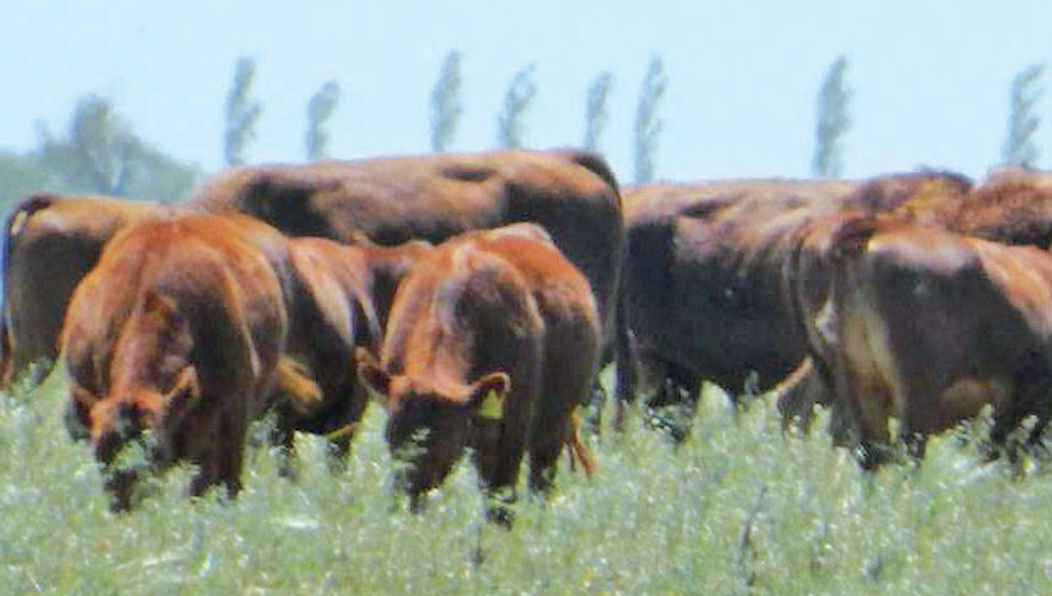 Detienen a dos santiaguentildeos involucrados en millonaria estafa con 130 vacunos en Salta