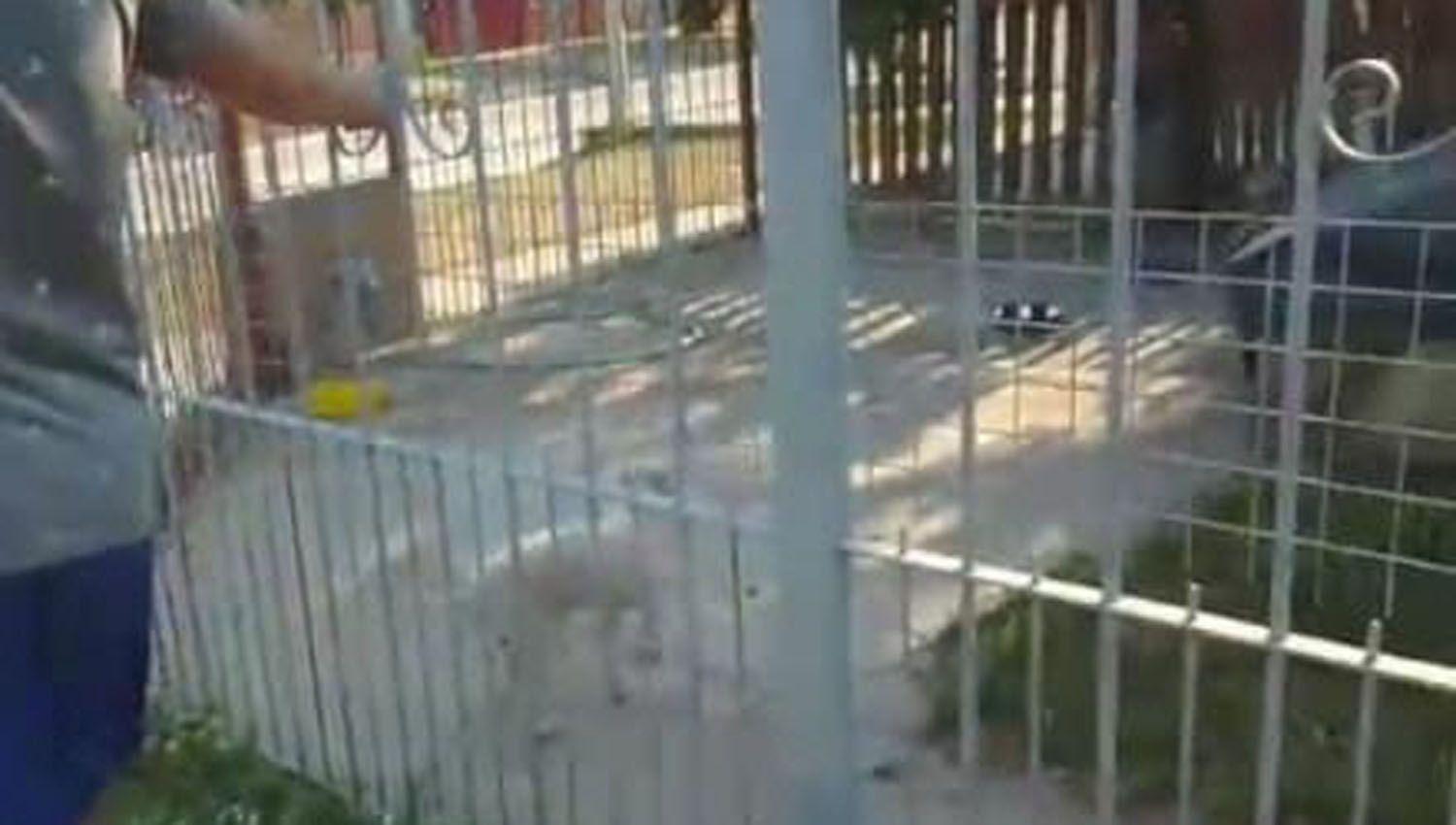 Rescatan a dos Caniches Toy de una casa otro murioacute de calor