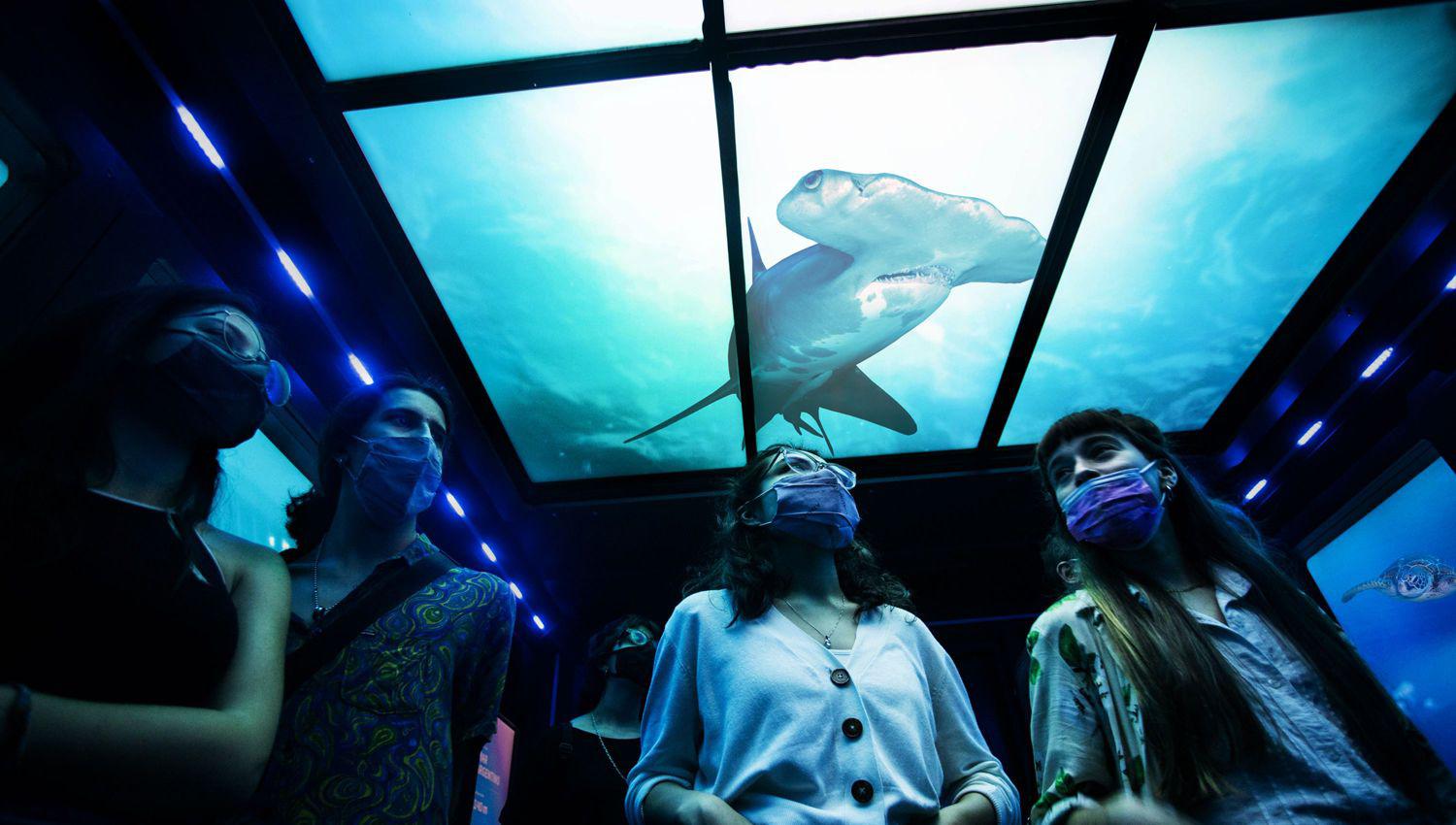 Ecoparque en Palermo- coacutemo es la experiencia inmersiva que invita a recorrer el fondo del mar