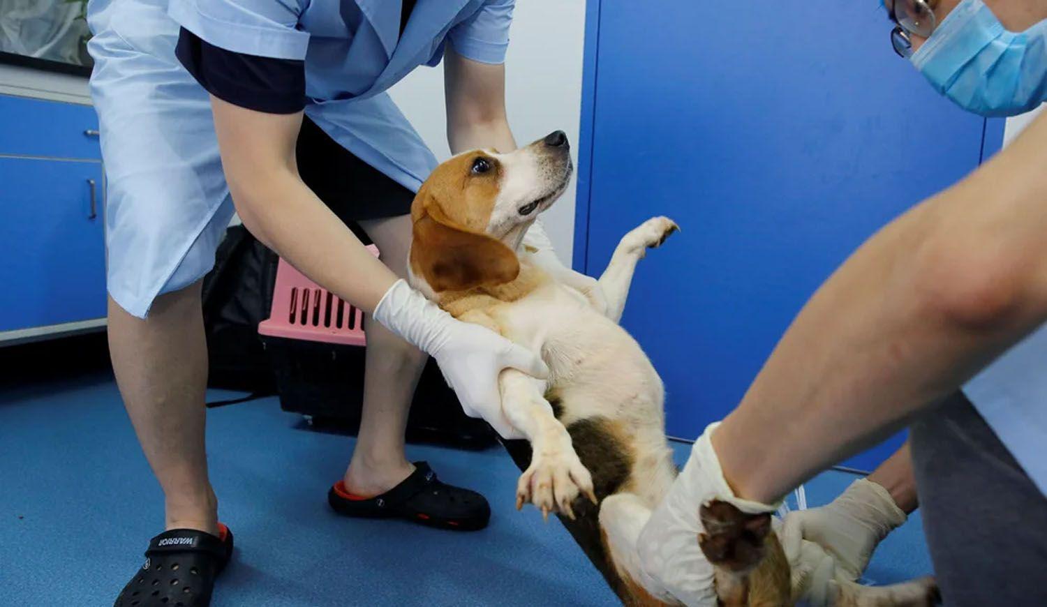 Espantildea- denuncian que maacutes de 30 cachorros beagle seraacuten sacrificados en un experimento cientiacutefico