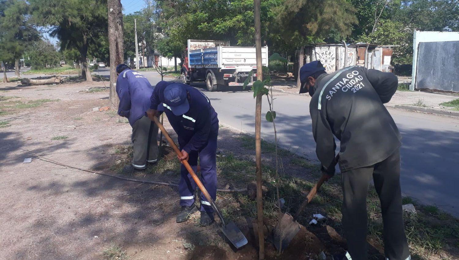 El municipio continuacutea reforestando calles del barrio Ejeacutercito Argentino