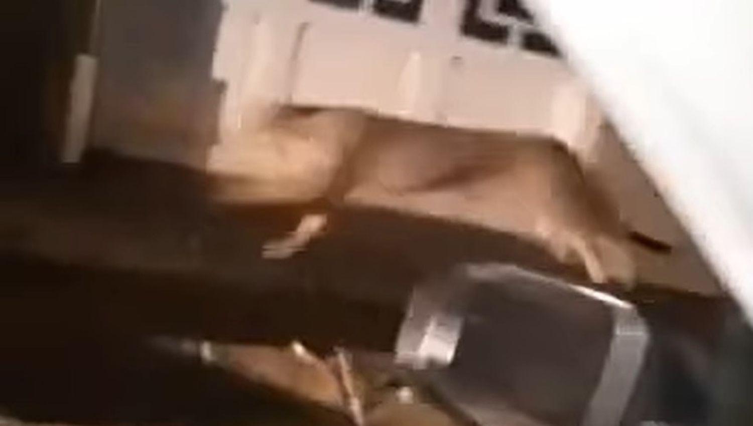 VIDEO  Terror por un puma suelto en pleno centro de Coronel Dorrego