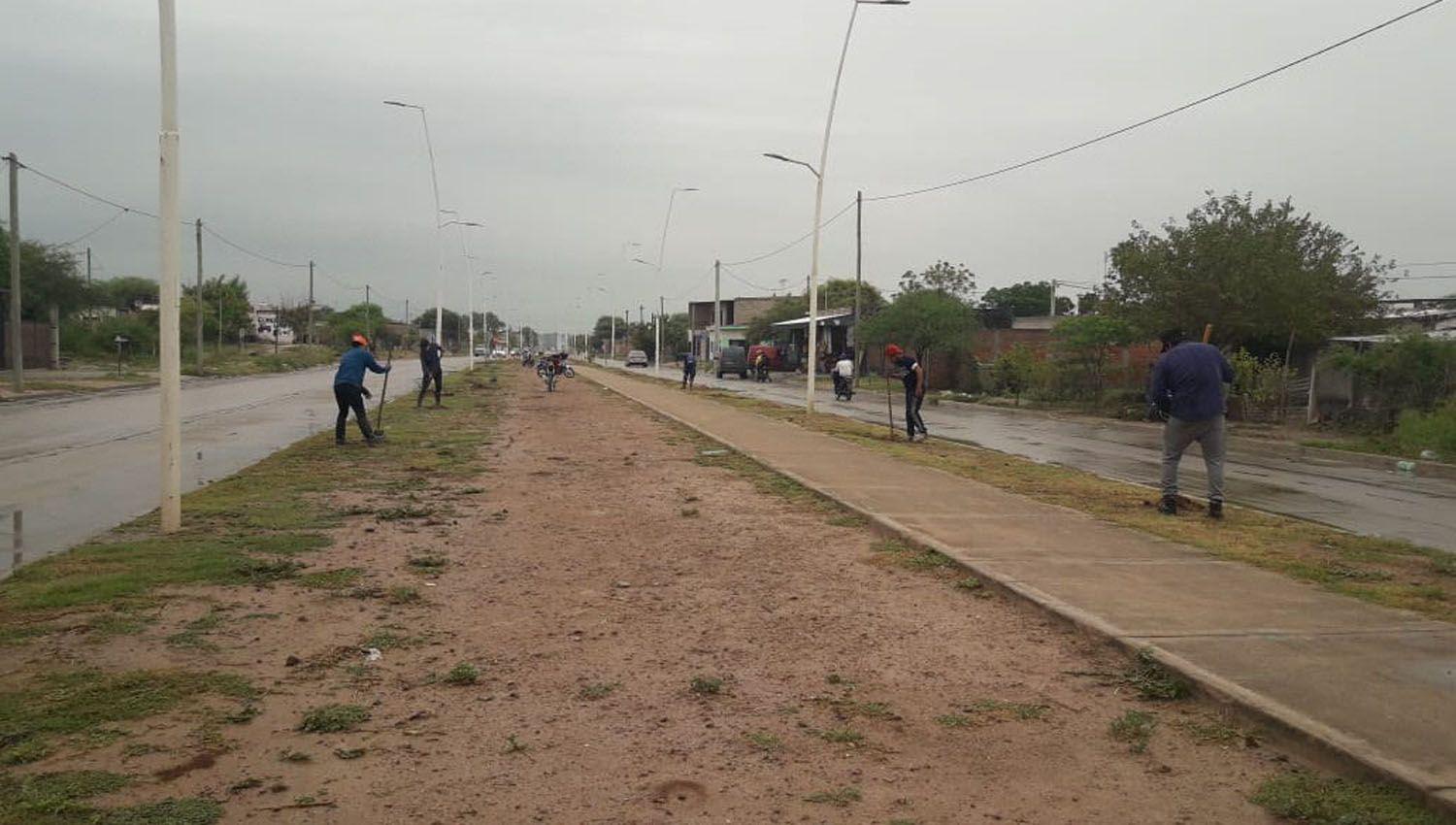 Se colocar�n m�s de 260 plantas