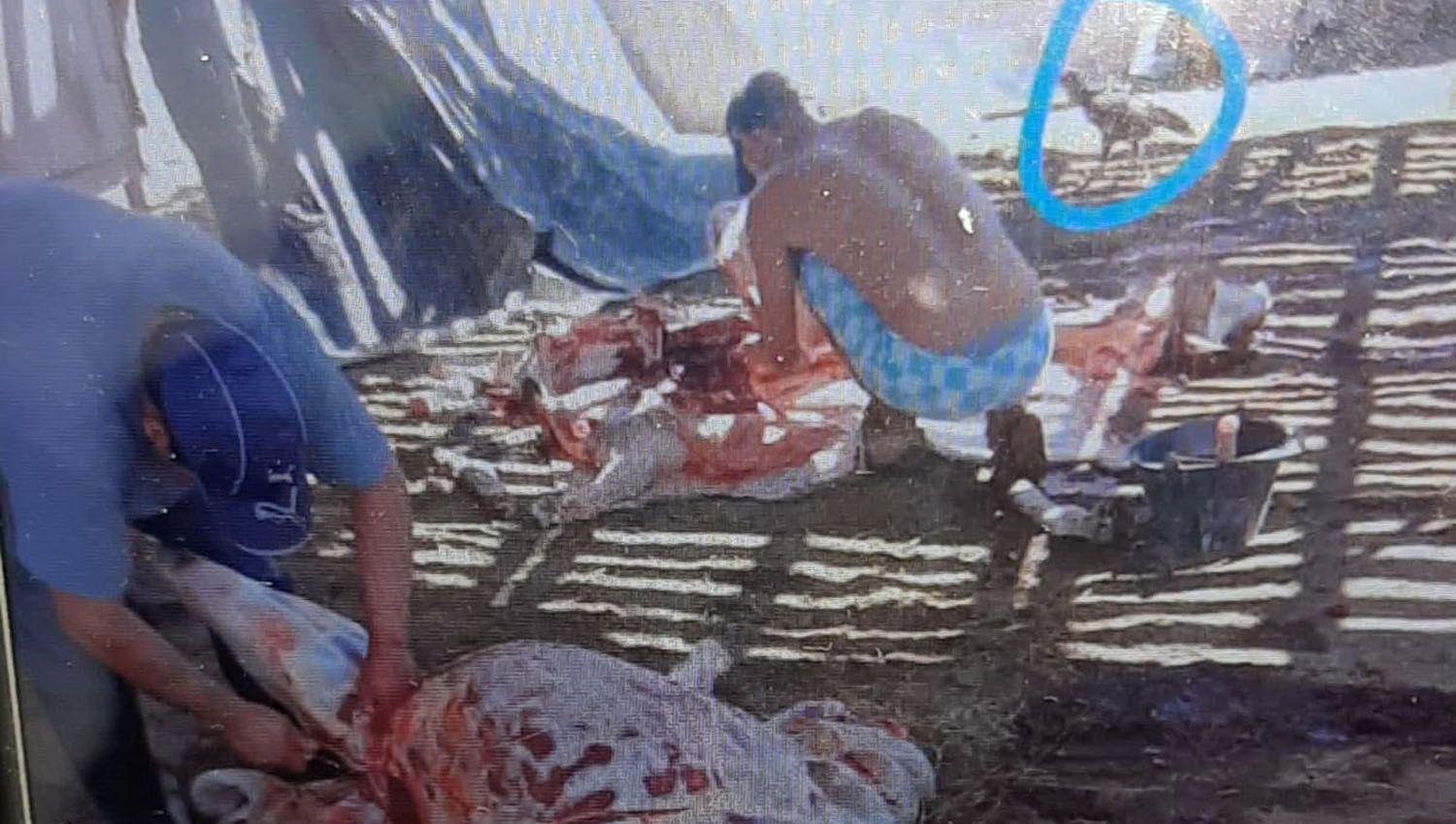 Las im�genes de la faena muestran la falta total de higiene en un
matadero improvisado