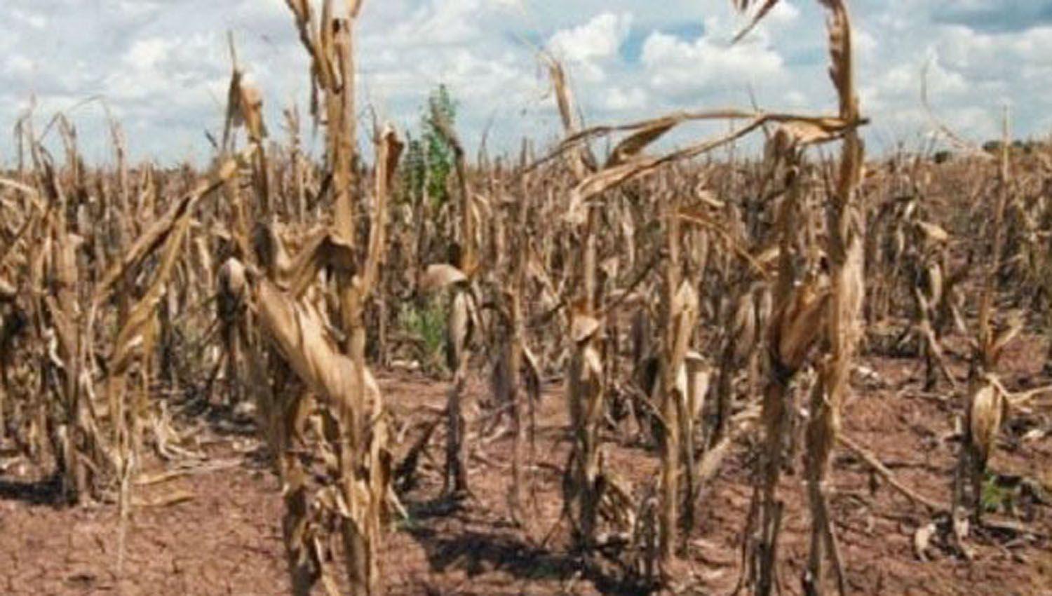 Estiman una caiacuteda de ingresos para el Estado de US 2000 M por la sequiacutea