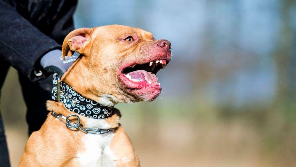 Una beba de 7 meses fue atacada por el Pitbull de la familia y su estado es criacutetico