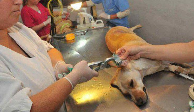 Anuncian la castracioacuten de gatos y perros mestizos