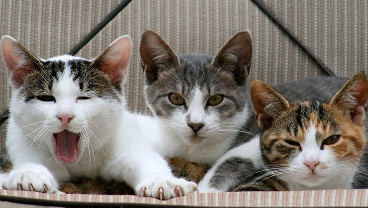 Convivieron 15 antildeos se separaron y la mujer fue a la Justicia para quedarse con los gatos