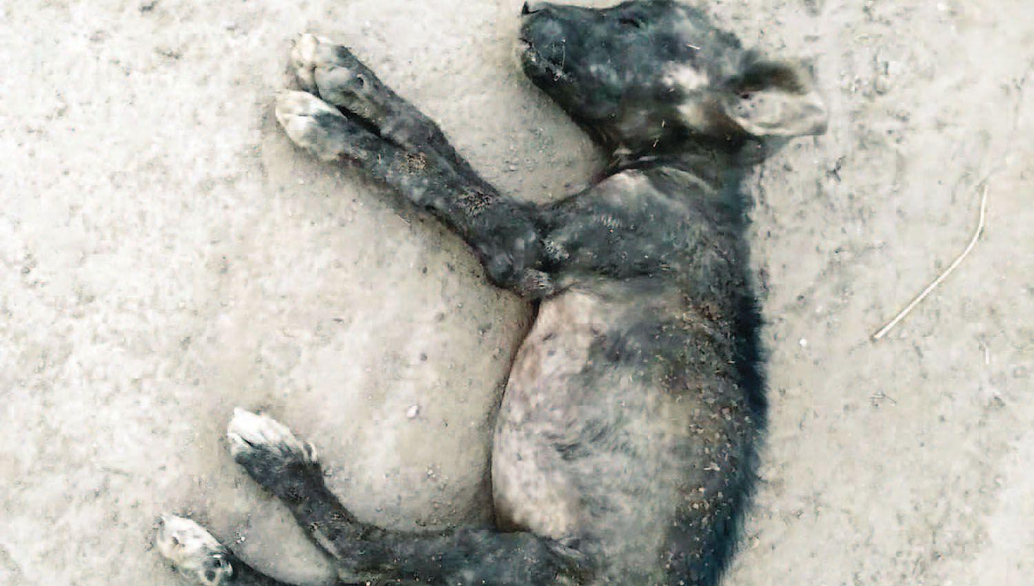 Denuncian que docente matoacute a patadas a un perro vagabundo gritando- ldquoEste animal tiene el diablordquo