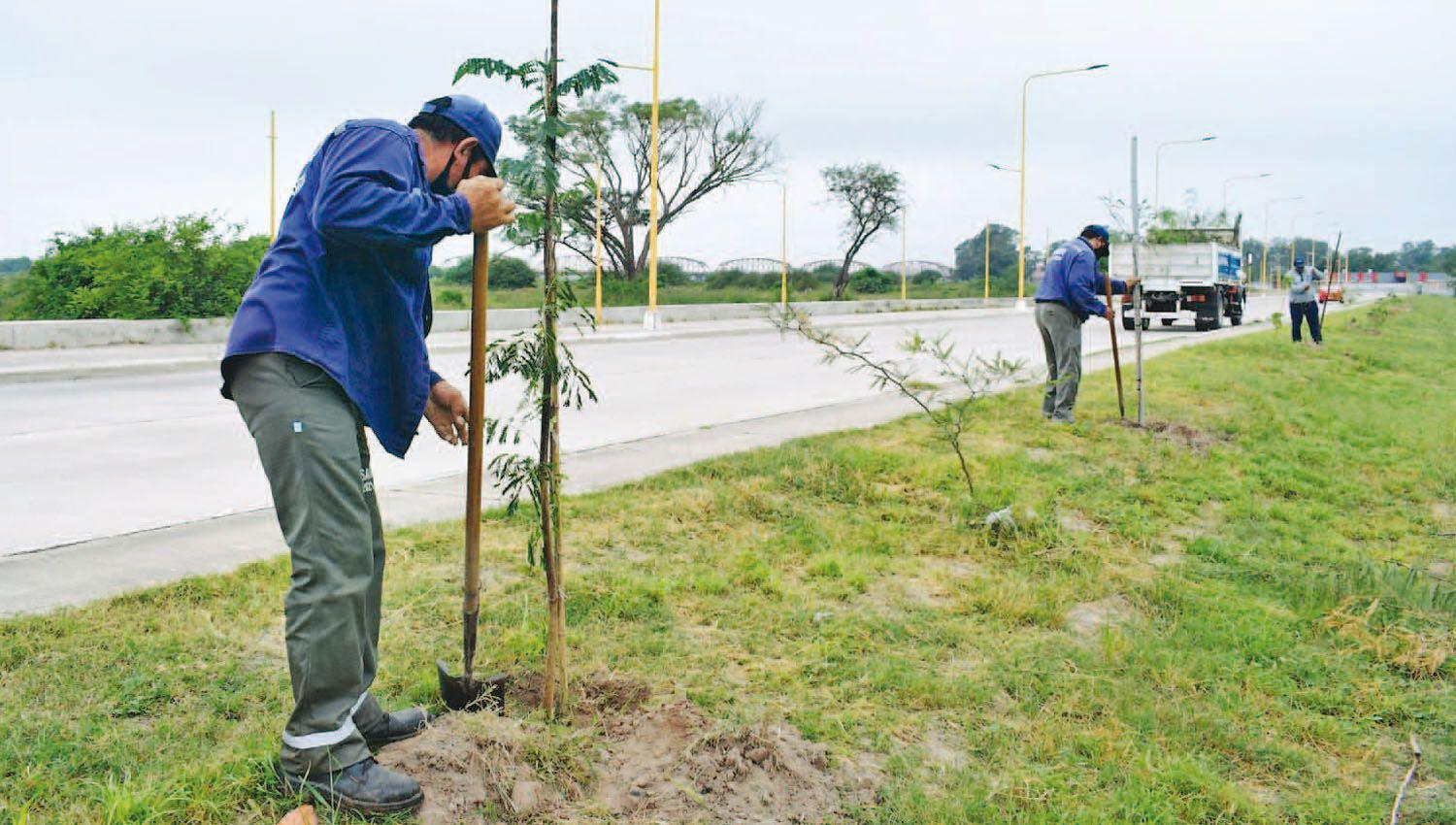 La Municipalidad de la Capital realizoacute una nueva plantacioacuten de aacuterboles en la avenida costanera Diego Maradona