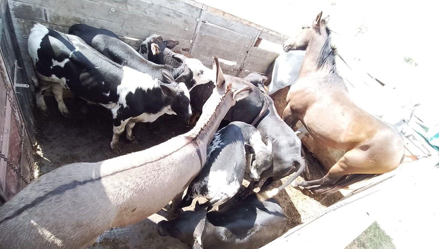 Secuestraron vacas burros y caballos rumbo a un presunto matadero clandestino bandentildeo