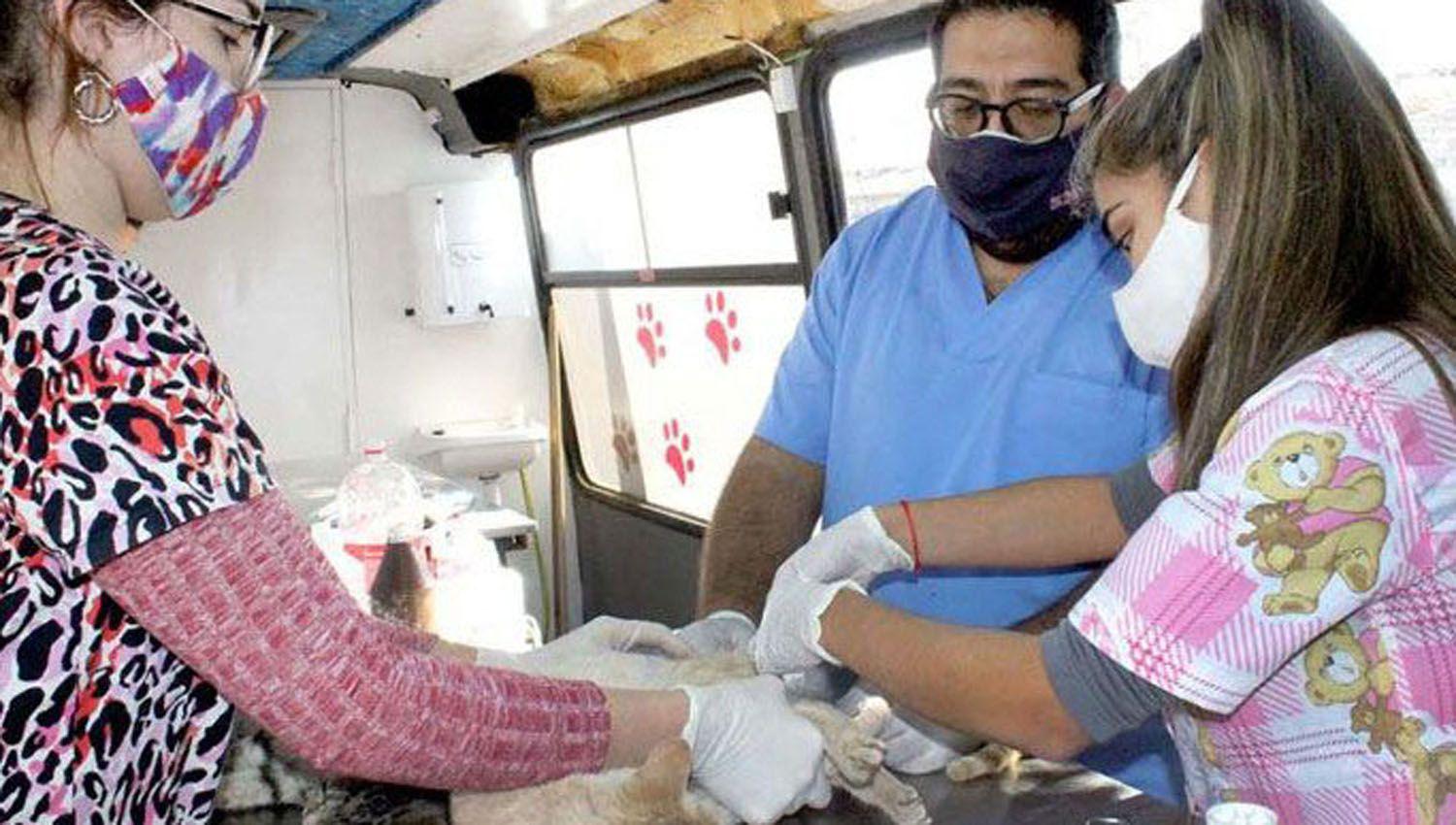 Entregaraacuten turnos para castraciones de perros y gatos