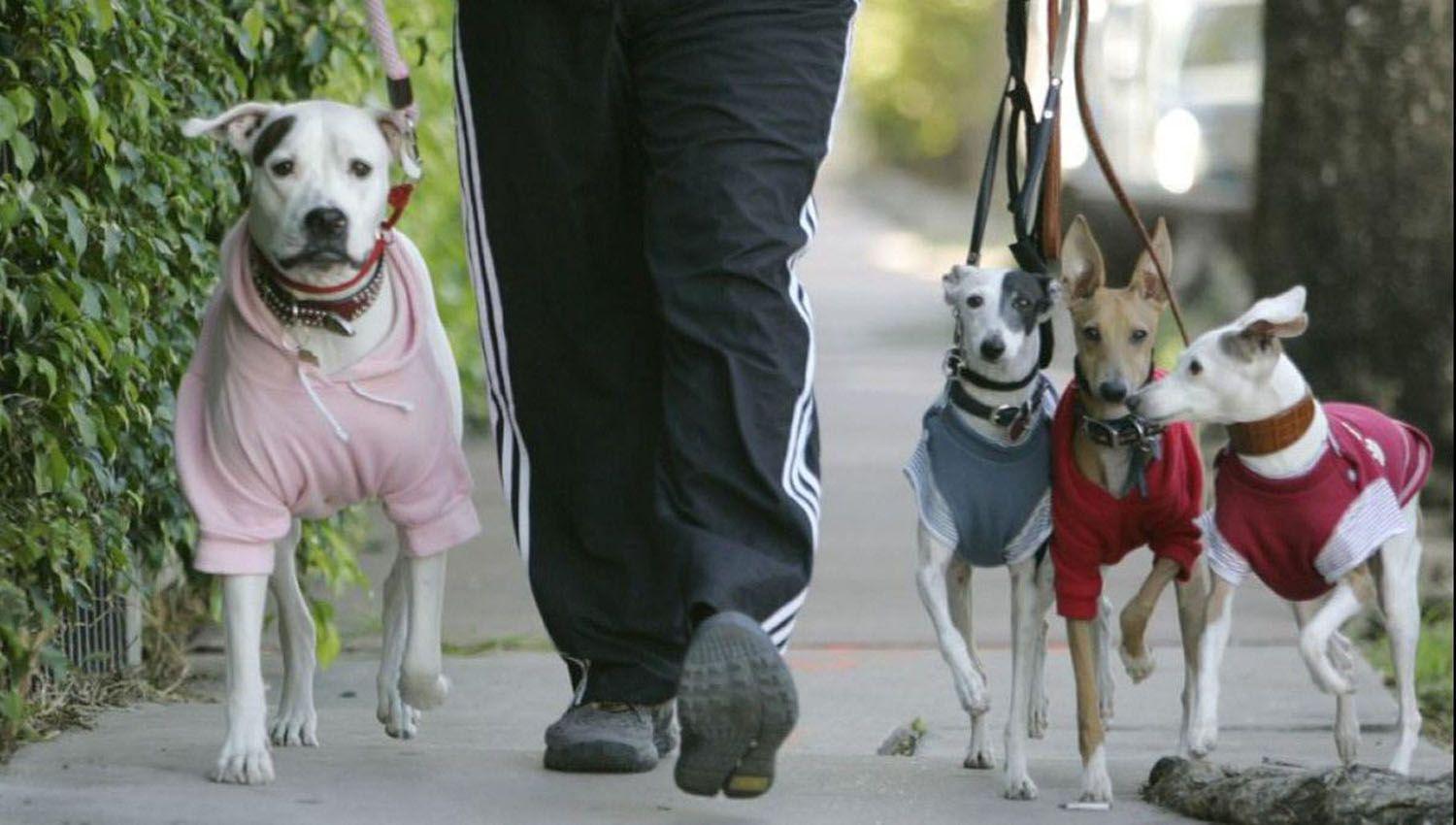 Recomiendan el cuidado de las mascotas del friacuteo