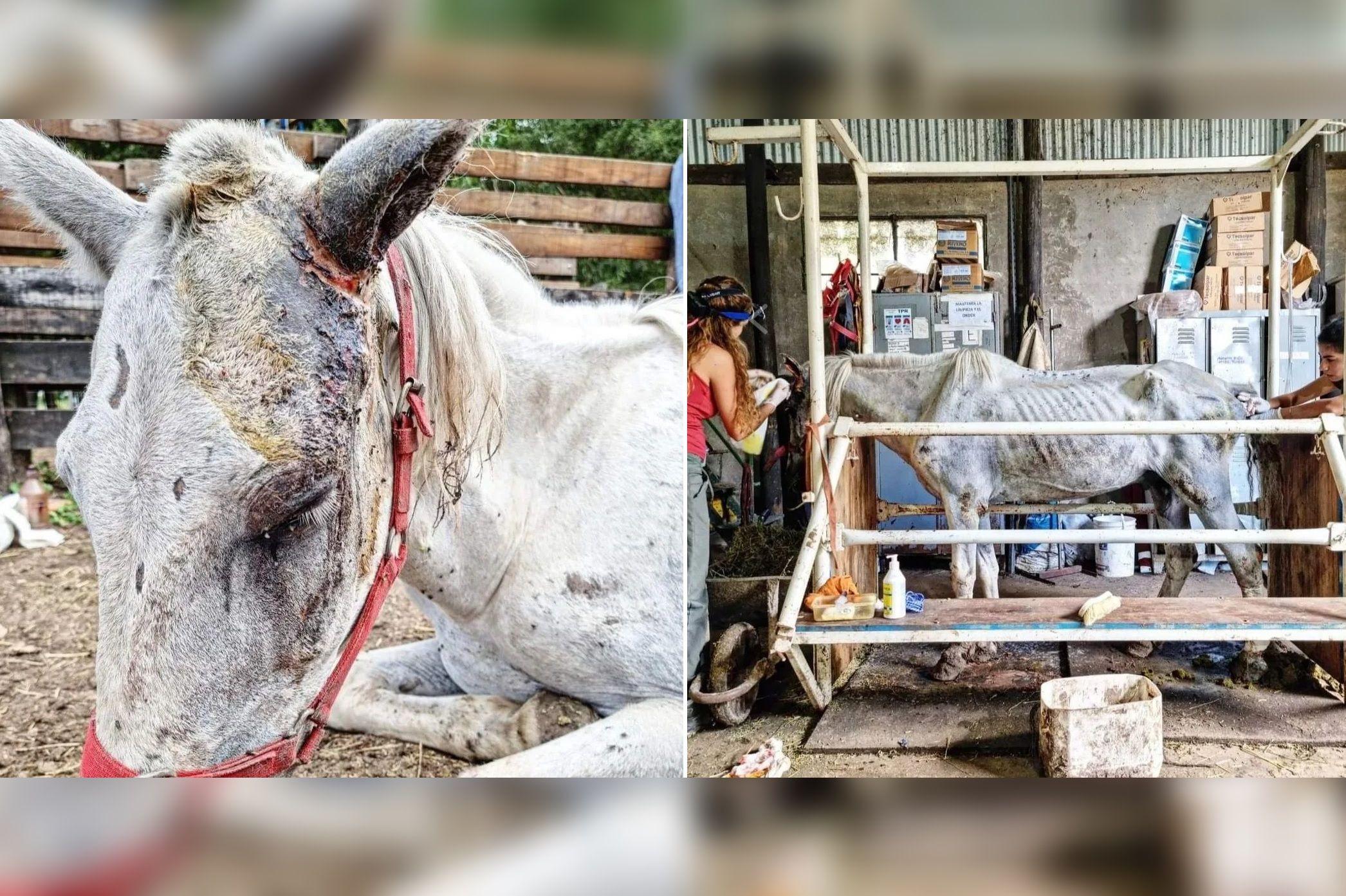 IMAacuteGENES SENSIBLES- cayoacute la banda que torturaba a caballos en cinchadas ilegales