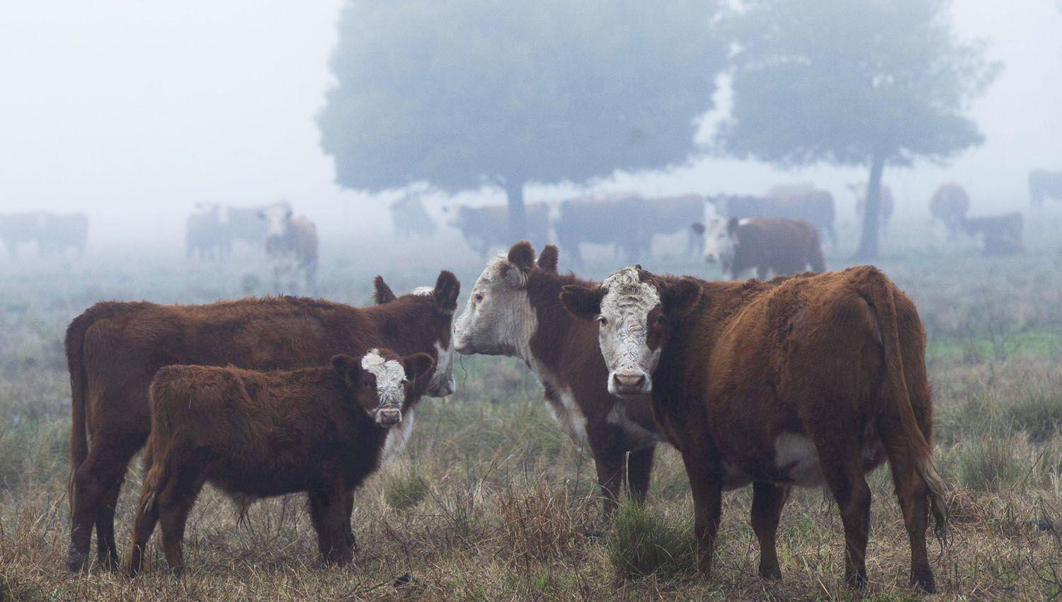 Productor condenado debe devolver un campo de 5600 H