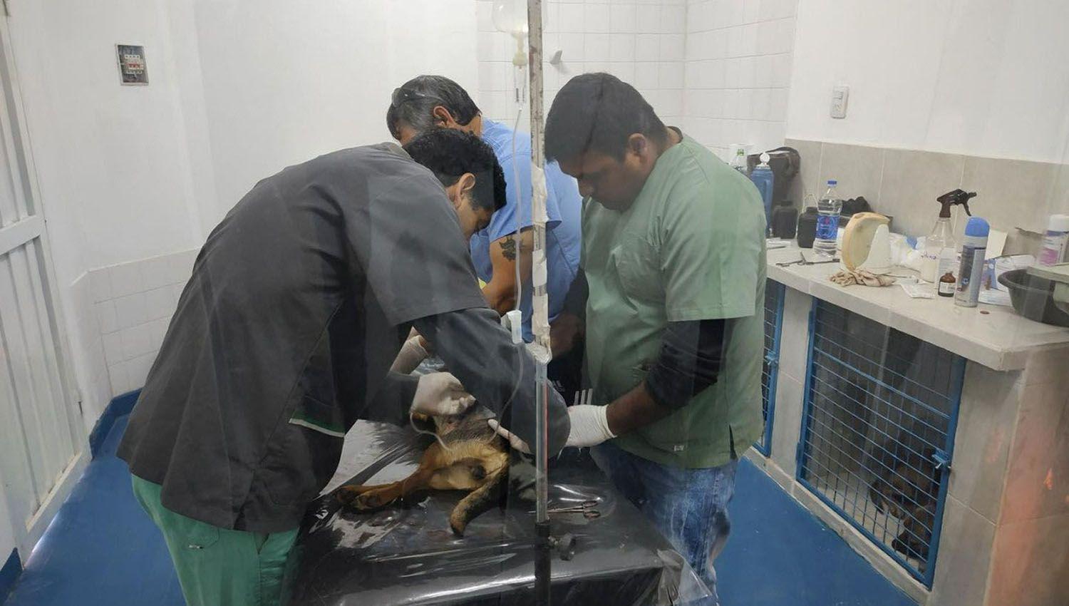 Ya se realizan los operativos de castracioacuten de mascotas en la ldquoCiudad de la Amistadrdquo