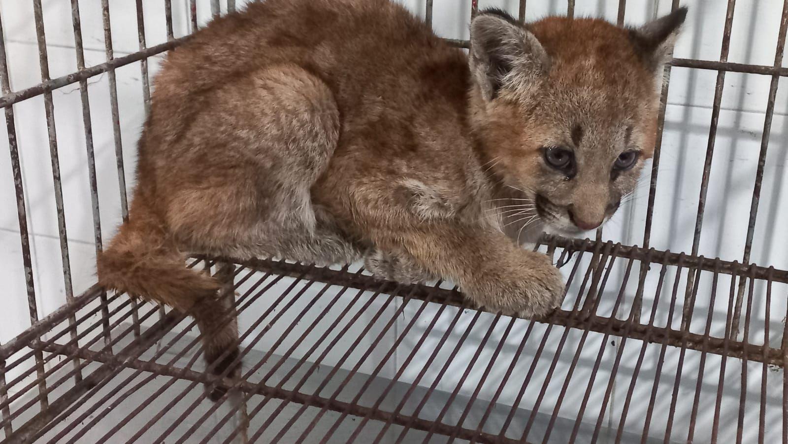 Rescatan a un pequentildeo puma que manteniacutean cautivo en una vivienda de Bandera