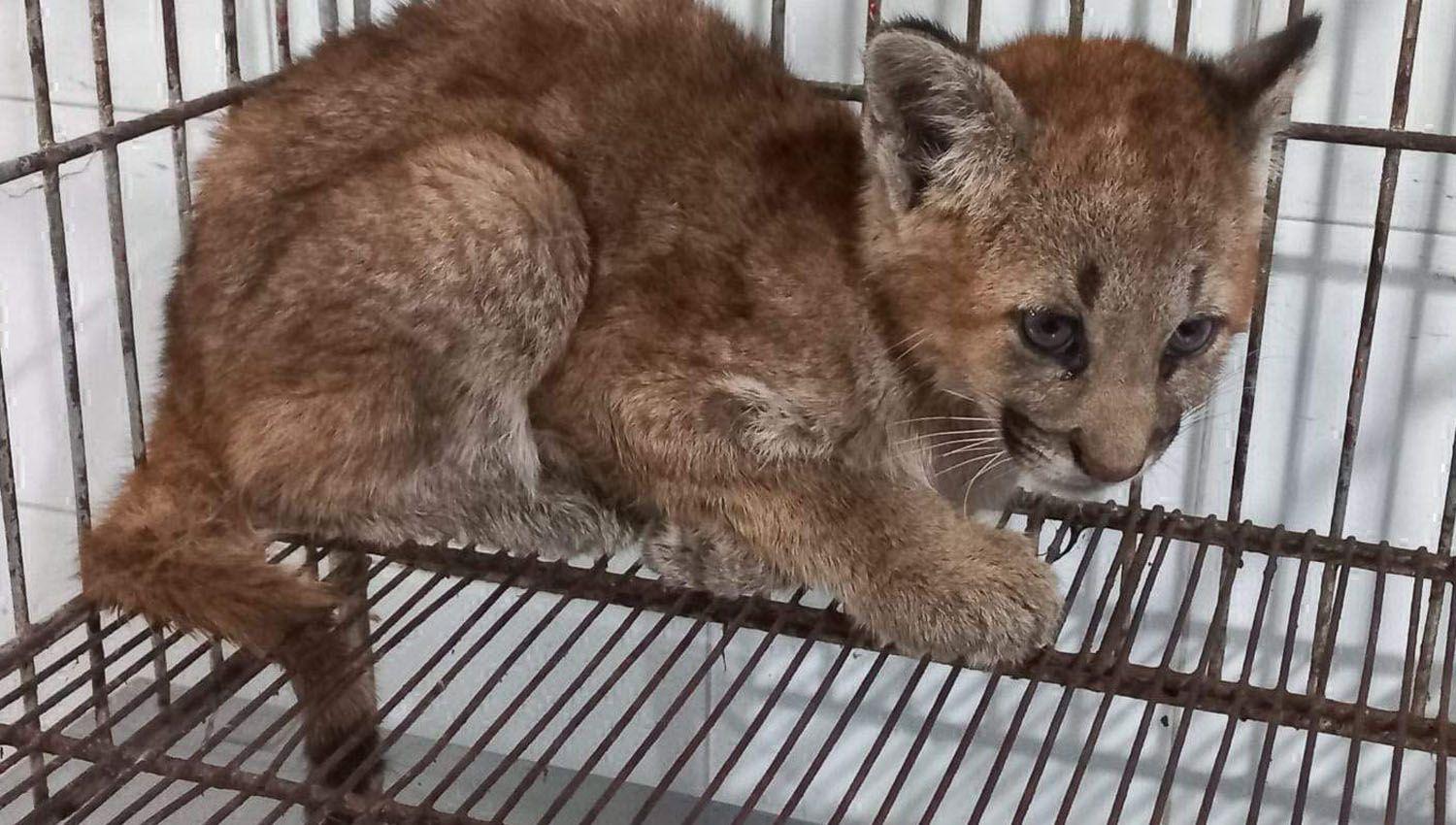 Una familia teniacutea un puma en peligro de extincioacuten de mascota
