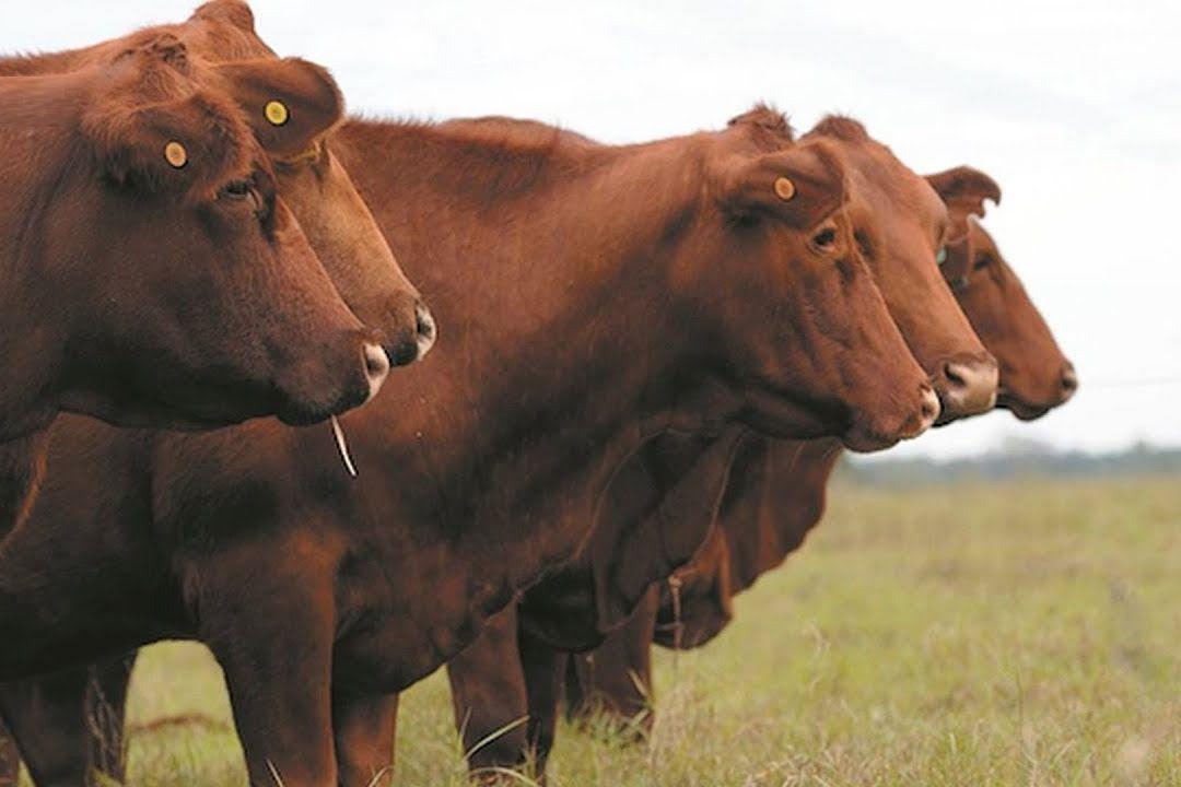 Un remate de toros y vacas de eacutelite convoca a ganaderos en Quimiliacute
