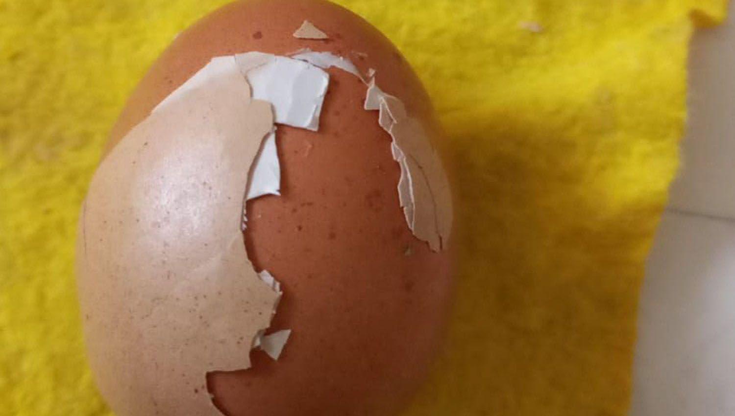 Sorpresa por la aparicioacuten de un huevo con doble caacutescara- iquestPor queacute se produce este fenoacutemeno