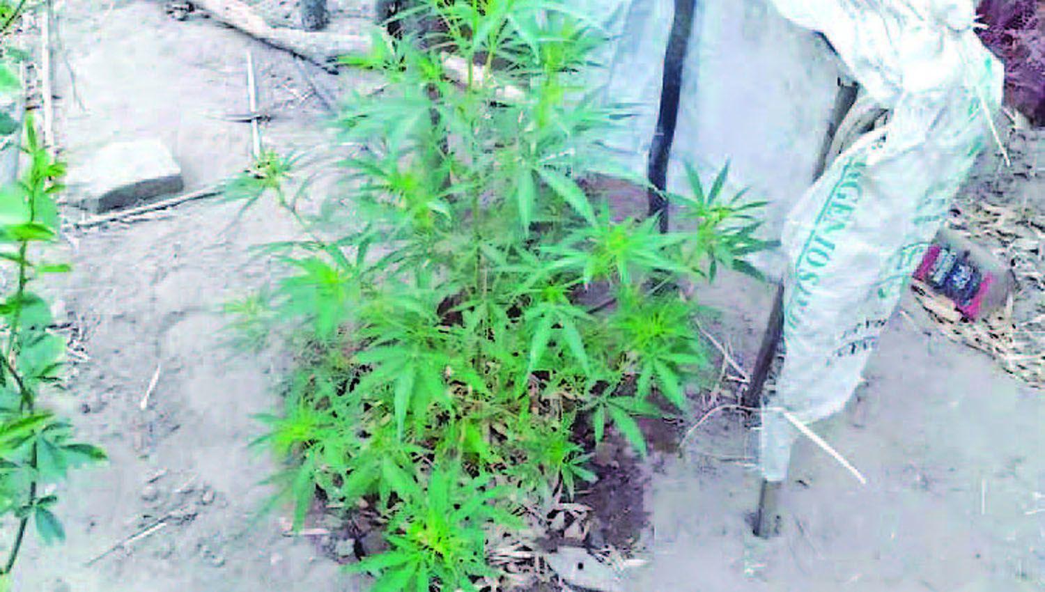 Buscaban a un ldquocuatrerordquo y encontraron plantas de Cannabis