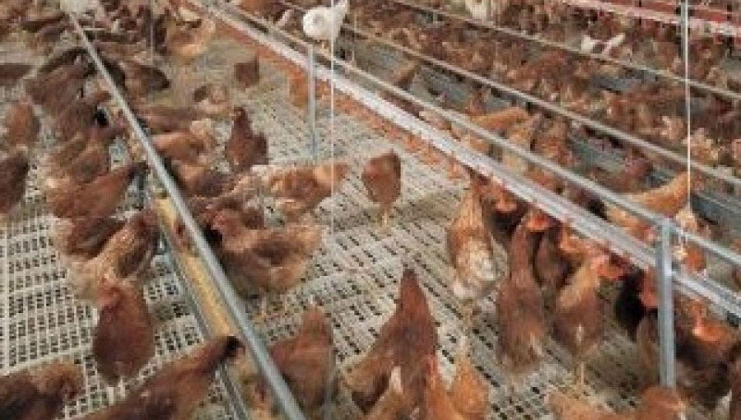 Traba a las importaciones empezoacute a afectar a alimentos para aves y cerdo