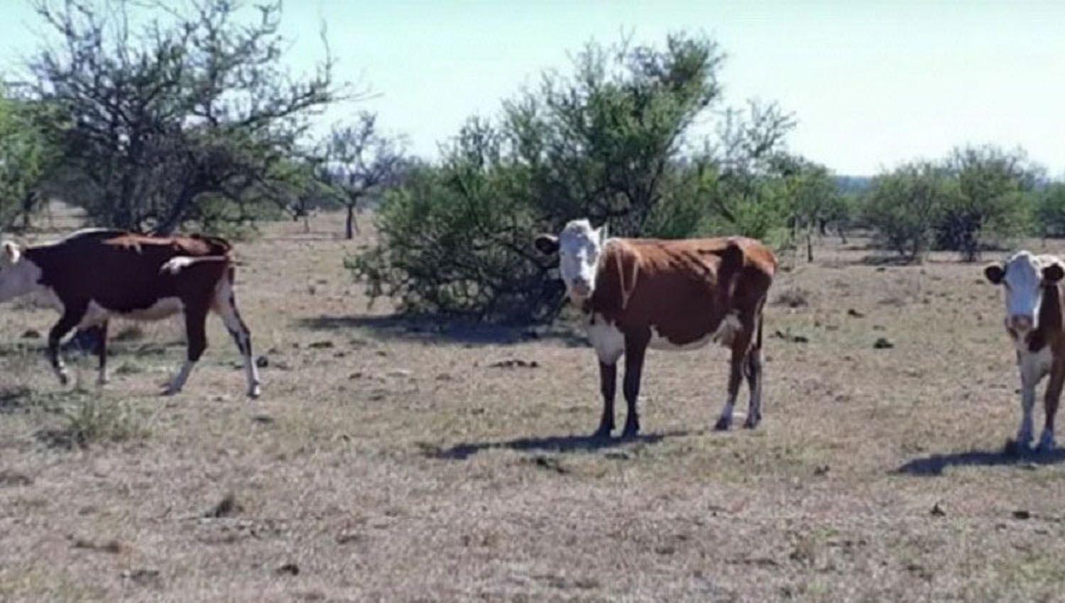 Alertan que se muere hacienda por la seca en el sur de la provincia